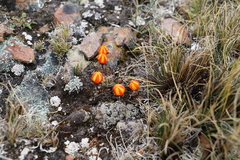 Gentianella scarlatina