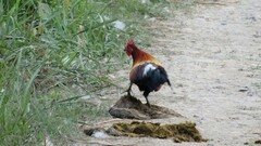 Gallus gallus murghi