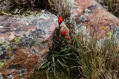 Gentianella