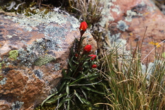 Gentianella