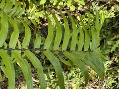 Nephrolepis biserrata