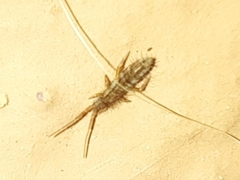 Orchesella