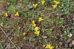 Alstroemeria pygmaea