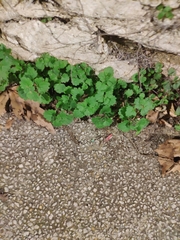 Geranium rotundifolium