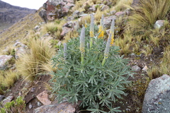 Lupinus