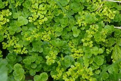 Chrysosplenium oppositifolium