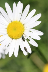 Bilyaxia