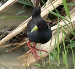 Zapornia flavirostra