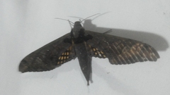 Adhemarius tigrina