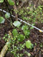 Melicytus micranthus