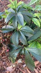 Helleborus orientalis