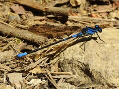 Argia terira