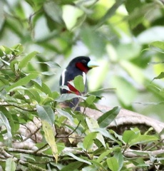 Cymbirhynchus macrorhynchos