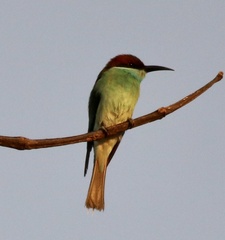 Merops viridis