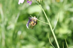 Cadeguala occidentalis