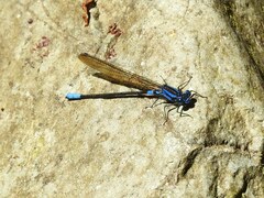 Argia terira
