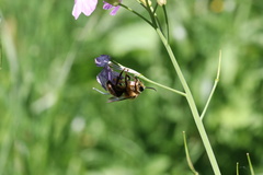 Cadeguala occidentalis