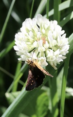 Butleria paniscoides