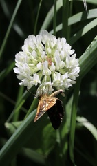 Butleria paniscoides