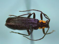 Rhagonycha angulata