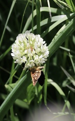 Butleria paniscoides