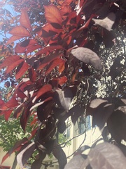 Prunus