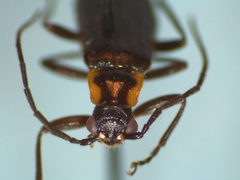 Rhagonycha angulata