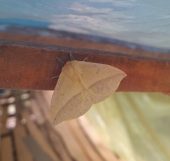 Adetomeris microphthalma