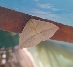 Adetomeris microphthalma