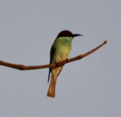 Merops viridis