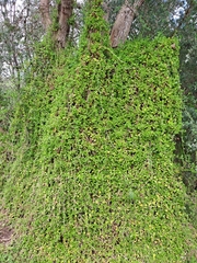 Tetragonia implexicoma