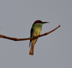 Merops viridis