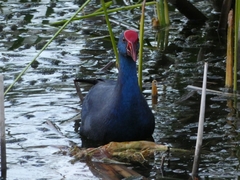 Porphyrio porphyrio