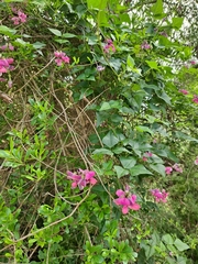 Dipogon lignosus