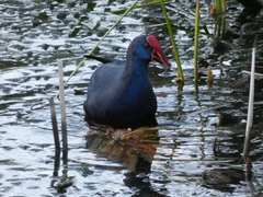 Porphyrio porphyrio