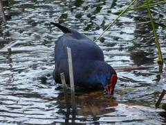Porphyrio porphyrio
