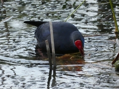 Porphyrio porphyrio