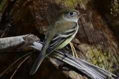 Empidonax