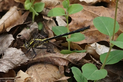 Phanogomphus descriptus
