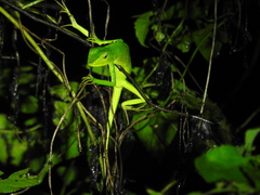 Bronchocela jubata