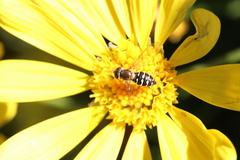 Toxomerus vertebratus