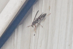 Polistes fuscatus