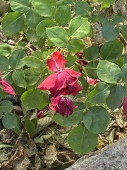 Rosales