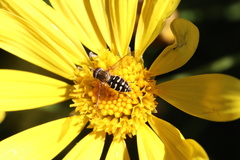 Toxomerus vertebratus