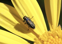 Bilyaxia