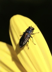 Bilyaxia