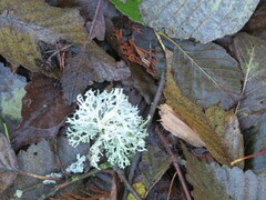 Evernia prunastri