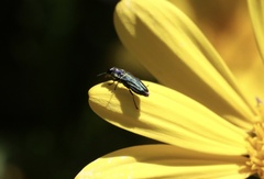 Bilyaxia