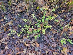 Symphoricarpos