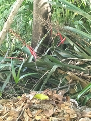 Aechmea bracteata